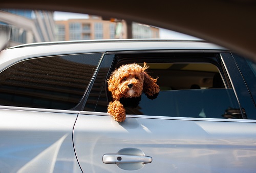 Preventing Sun Damage To Your Car