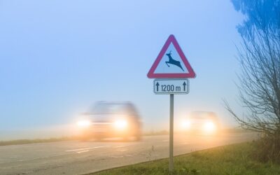 Deer Collision Repairs: What You Need to Know