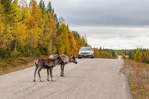 Auto Repair Tips: What to Do After an Accident Involving a Deer
