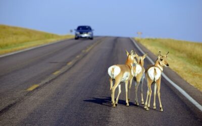 Collision Repair: Navigating Deer Season Safely